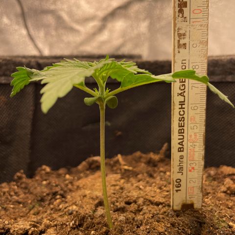 Babys try one growlog timeline photo