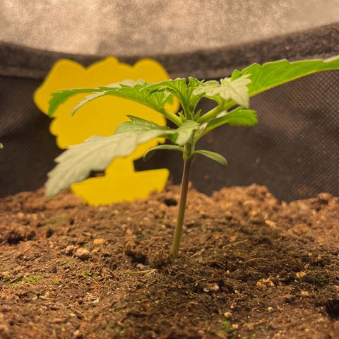 Babys try one growlog timeline photo