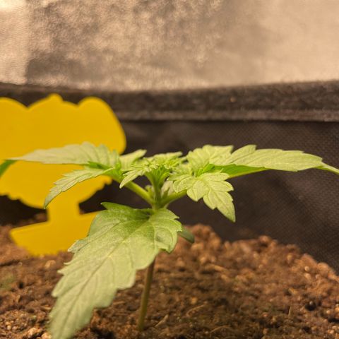 Babys try one growlog timeline photo