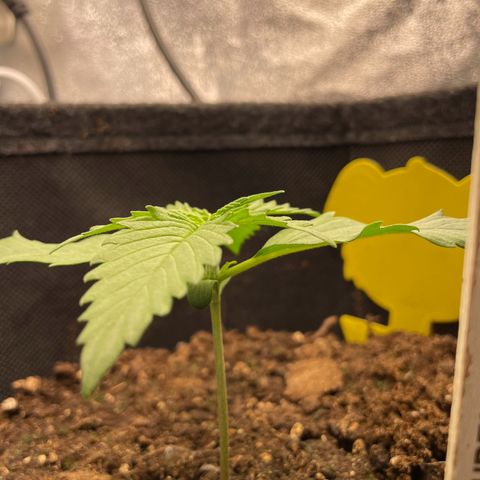 Babys try one growlog timeline photo