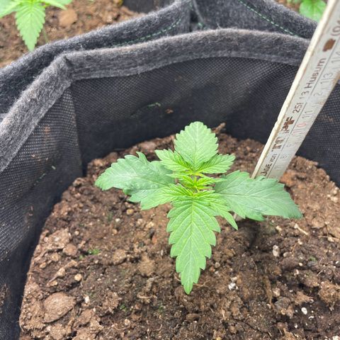 Babys try one growlog timeline photo