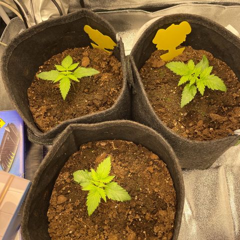 Babys try one growlog timeline photo