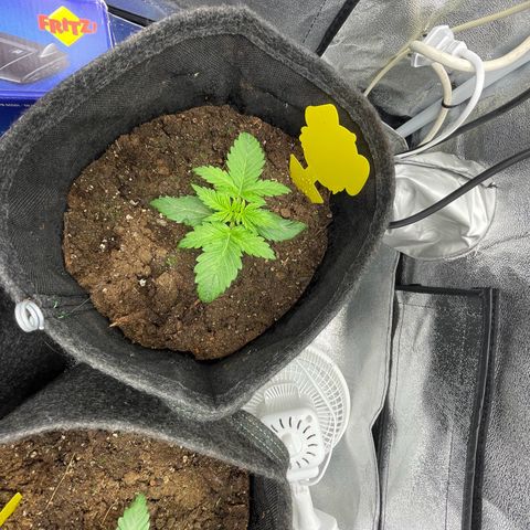 Babys try one growlog timeline photo