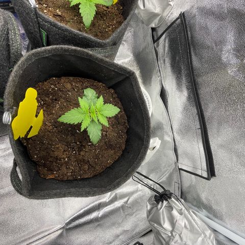 Babys try one growlog timeline photo