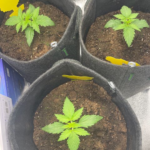 Babys try one growlog timeline photo
