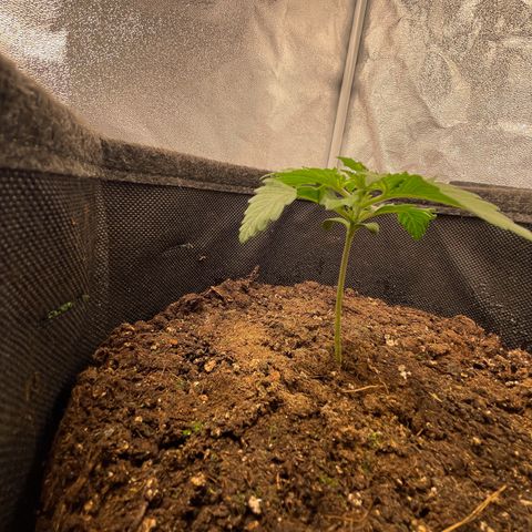 Babys try one growlog timeline photo