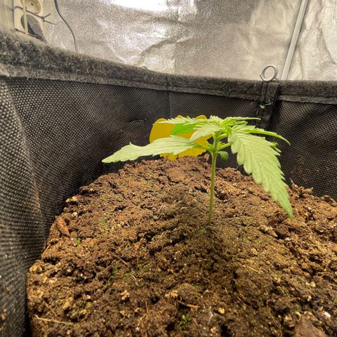 Babys try one growlog timeline photo