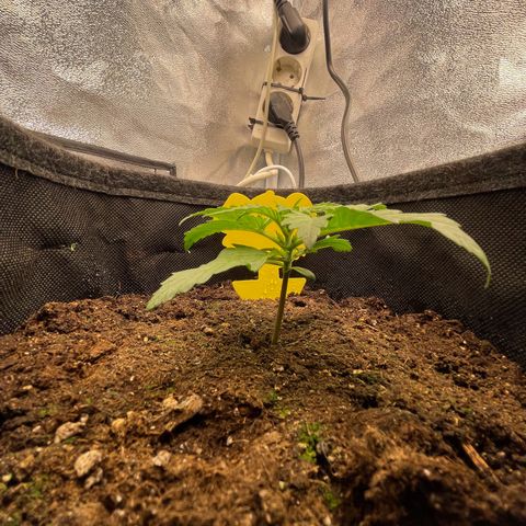 Babys try one growlog timeline photo