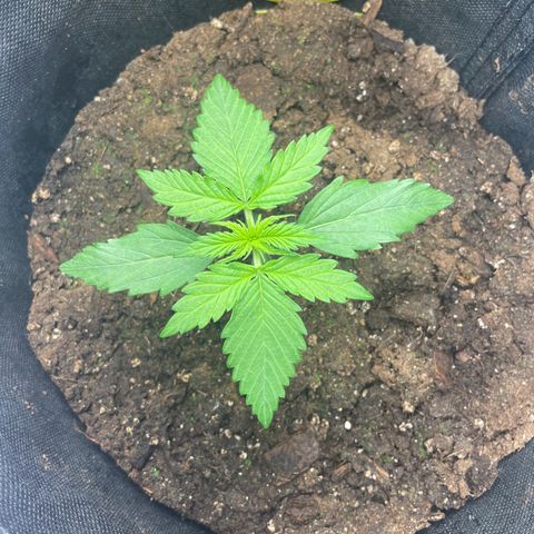 Babys try one growlog timeline photo