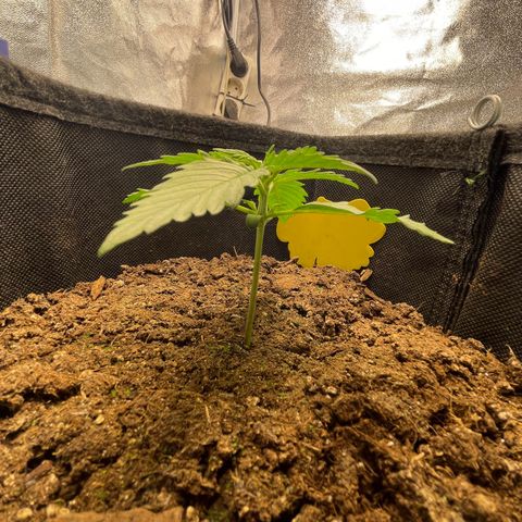 Babys try one growlog timeline photo