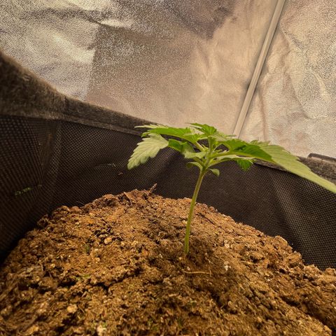 Babys try one growlog timeline photo