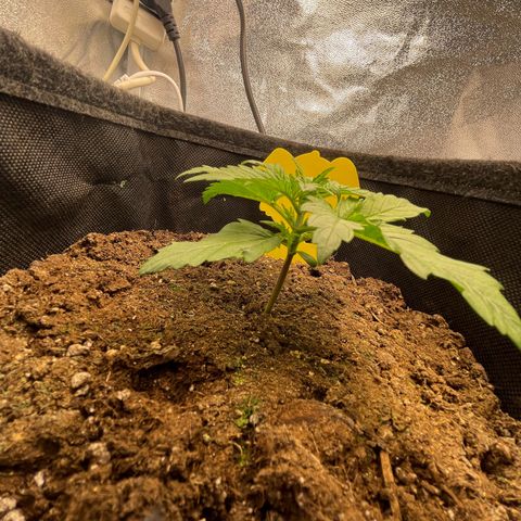 Babys try one growlog timeline photo