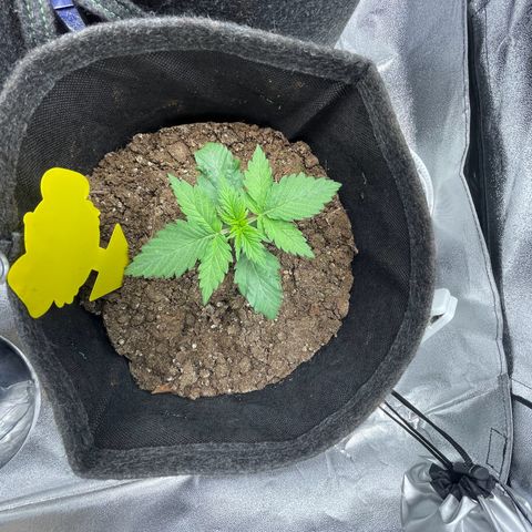 Babys try one growlog timeline photo