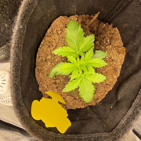 Babys try one growlog timeline photo