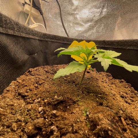 Babys try one growlog timeline photo
