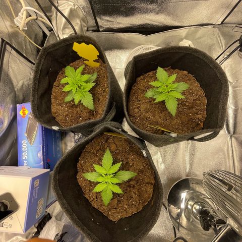 Babys try one growlog timeline photo