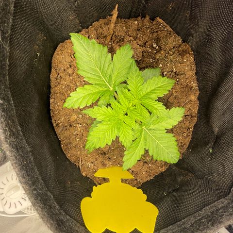 Babys try one growlog timeline photo