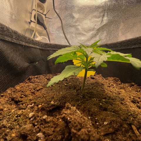 Babys try one growlog timeline photo
