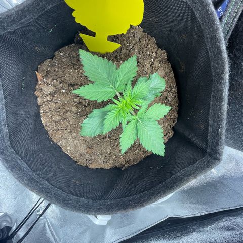 Babys try one growlog timeline photo