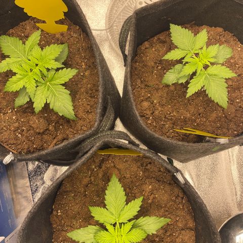 Babys try one growlog timeline photo