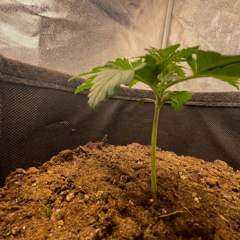 Babys try one growlog timeline photo