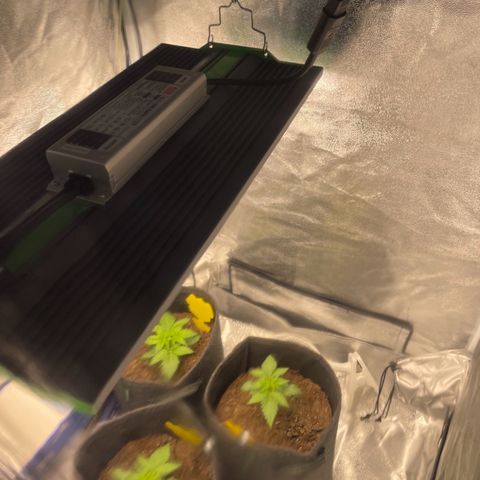 Babys try one growlog timeline photo