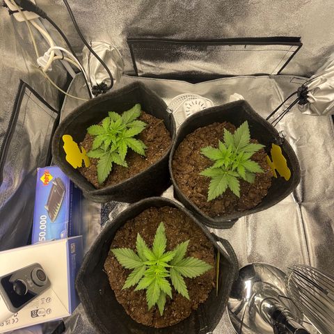 Babys try one growlog timeline photo