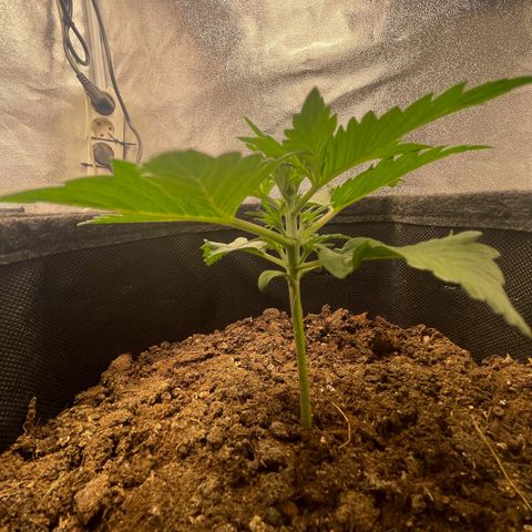 Babys try one growlog timeline photo