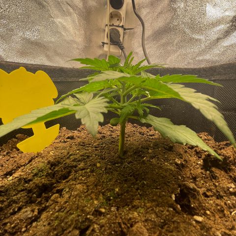 Babys try one growlog timeline photo