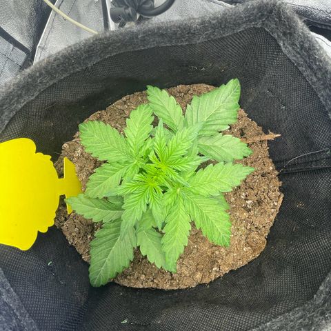 Babys try one growlog timeline photo