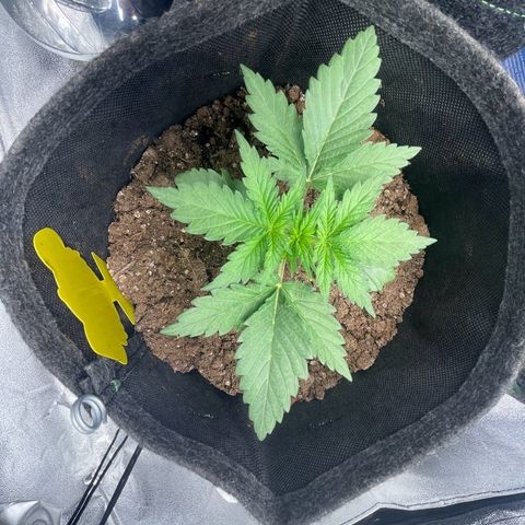 Babys try one growlog timeline photo