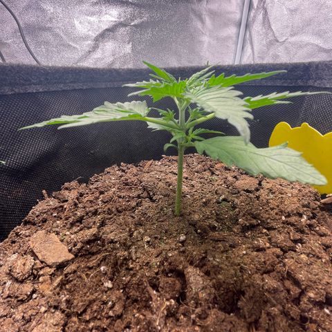 Babys try one growlog timeline photo