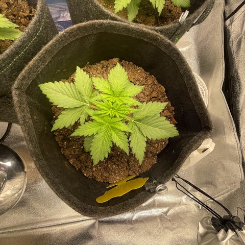 Babys try one growlog photo: Seitentriebe sind schön am wachsen!