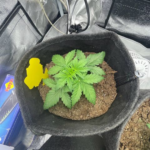 Babys try one growlog photo: Seitentriebe sind schön am wachsen!