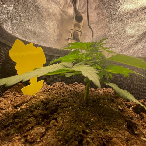 Babys try one growlog photo: Seitentriebe sind schön am wachsen!