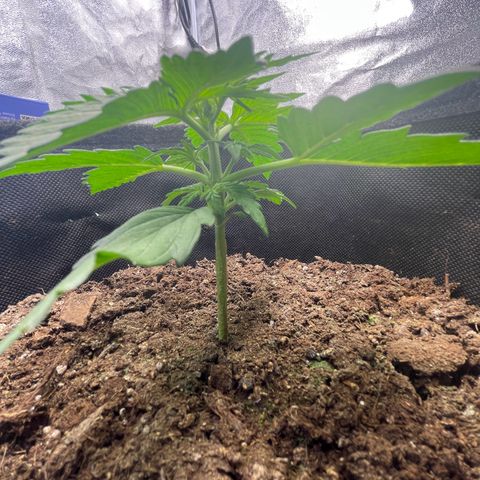Babys try one growlog photo: Seitentriebe sind schön am wachsen!