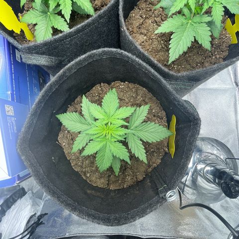 Babys try one growlog photo: Seitentriebe sind schön am wachsen!