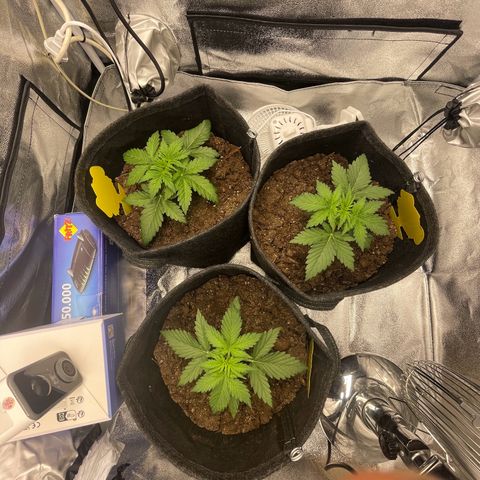 Babys try one growlog photo: Seitentriebe sind schön am wachsen!