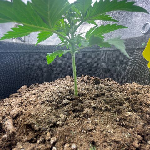 Babys try one growlog photo: Seitentriebe sind schön am wachsen!