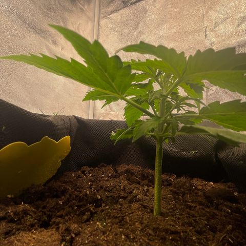 Babys try one growlog photo: Das Licht wurde sehr gut vertragen.
Erde auf den ersten 3cm ausgetrocknet
Wasser gegeben und Erde schön befeuchtet