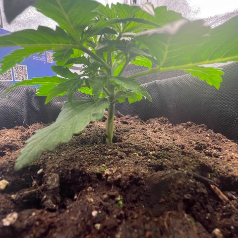 Babys try one growlog photo: Das Licht wurde sehr gut vertragen.
Erde auf den ersten 3cm ausgetrocknet
Wasser gegeben und Erde schön befeuchtet