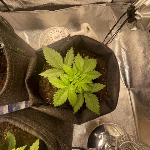 Babys try one growlog photo: Das Licht wurde sehr gut vertragen.
Erde auf den ersten 3cm ausgetrocknet
Wasser gegeben und Erde schön befeuchtet