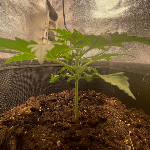 Babys try one growlog photo: Das Licht wurde sehr gut vertragen.
Erde auf den ersten 3cm ausgetrocknet
Wasser gegeben und Erde schön befeuchtet