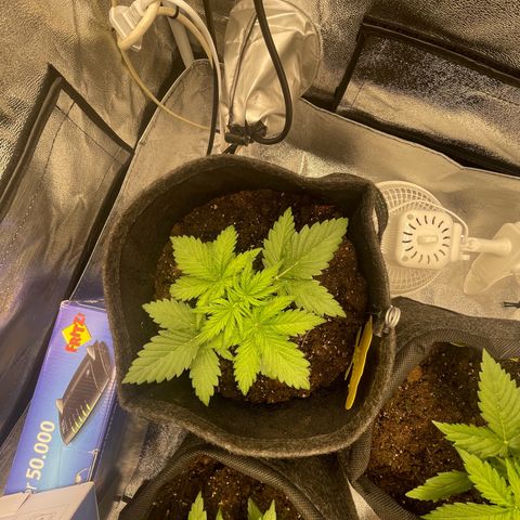 Babys try one growlog photo: Das Licht wurde sehr gut vertragen.
Erde auf den ersten 3cm ausgetrocknet
Wasser gegeben und Erde schön befeuchtet