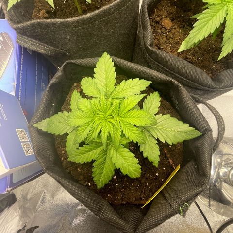 Babys try one growlog photo: Das Licht wurde sehr gut vertragen.
Erde auf den ersten 3cm ausgetrocknet
Wasser gegeben und Erde schön befeuchtet