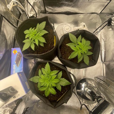 Babys try one growlog timeline photo