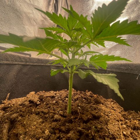 Babys try one growlog photo: Schönes Wachstum seitdem letzten Wochenende. Lampe abgehangen auf 46cm bei 75% Lampenleistung. 