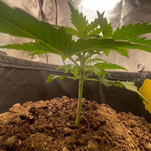 Babys try one growlog photo: Schönes Wachstum seitdem letzten Wochenende. Lampe abgehangen auf 46cm bei 75% Lampenleistung. 