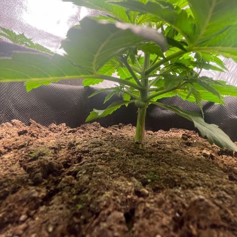 Babys try one growlog photo: Schönes Wachstum seitdem letzten Wochenende. Lampe abgehangen auf 46cm bei 75% Lampenleistung. 