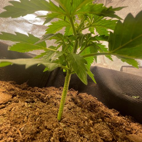 Babys try one growlog photo: Schönes Wachstum seitdem letzten Wochenende. Lampe abgehangen auf 46cm bei 75% Lampenleistung. 